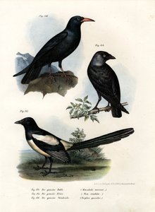 Taccola, 1864